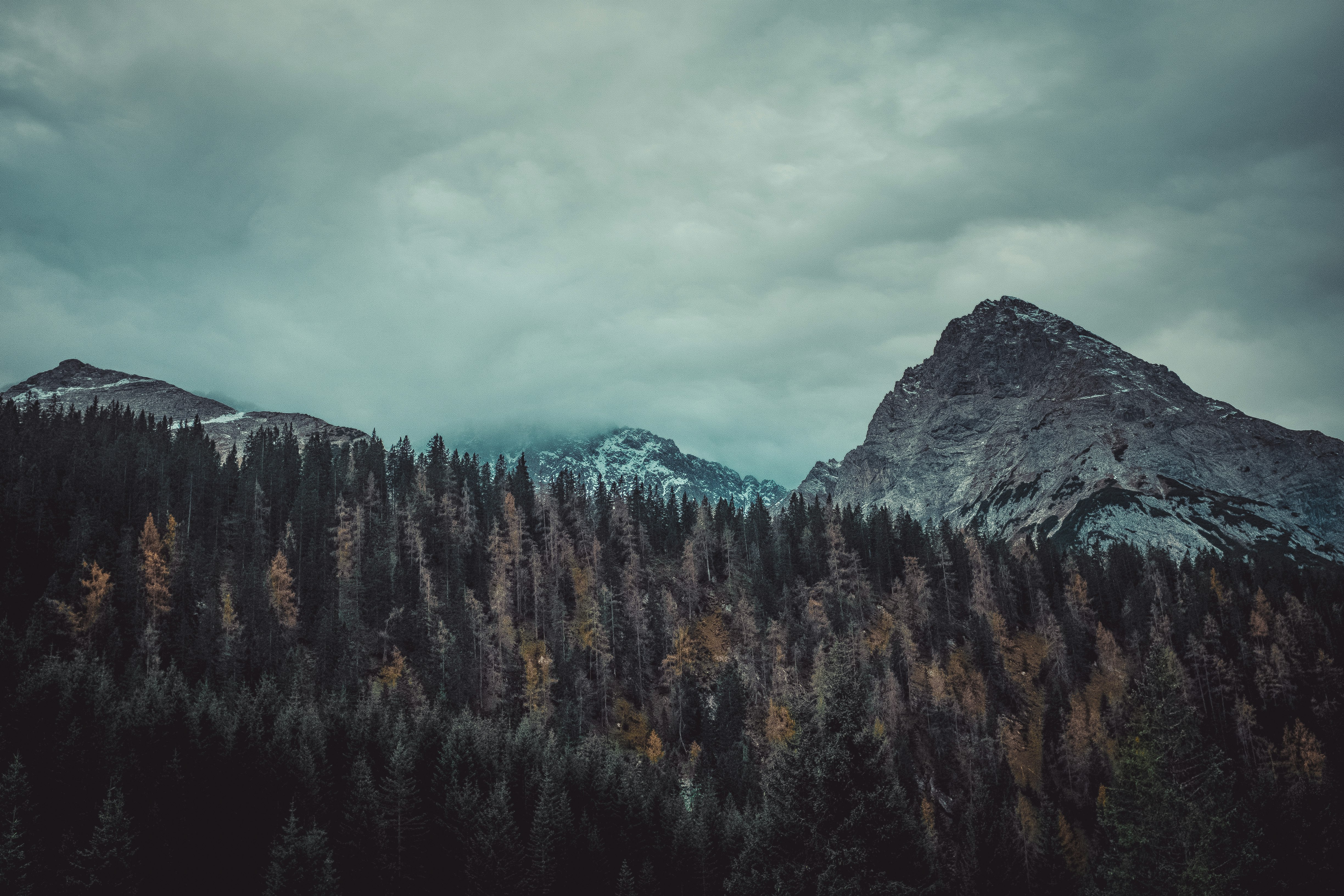 trees on mountain under cloudy sky